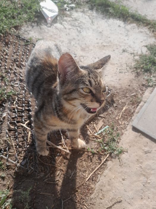 Отдам котят бесплатно