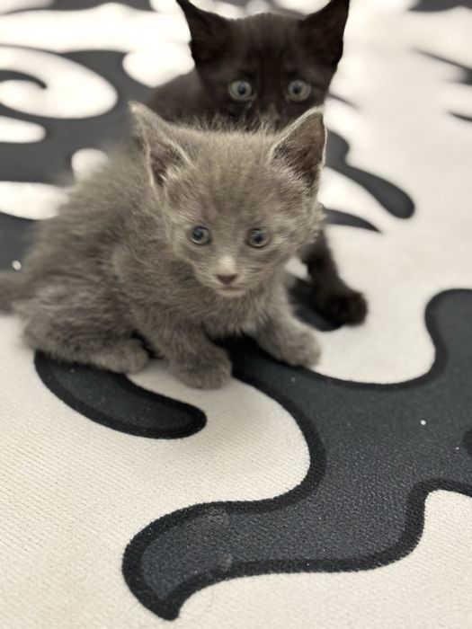 Котенки добрые руки