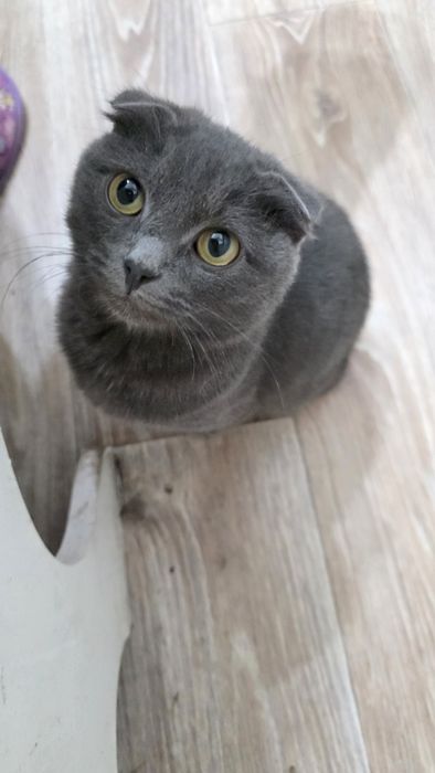 Отдам кошечку 4 мес