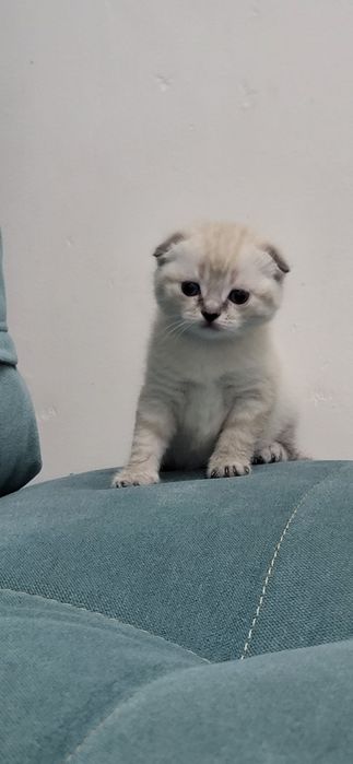 Чиройли мушук болачаси