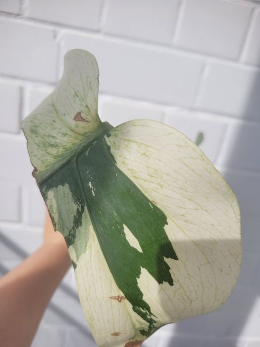 Монстера вариегантная минт