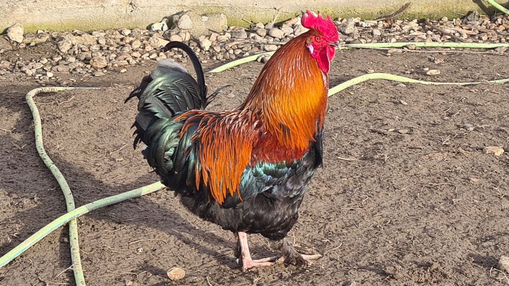 Cocoș Marans negru-aramiu