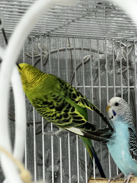 Волнистый попугайчик