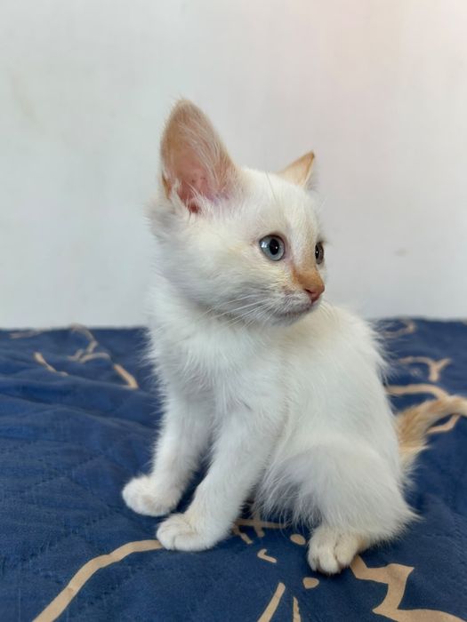 Отдам в хорошие руки котенка