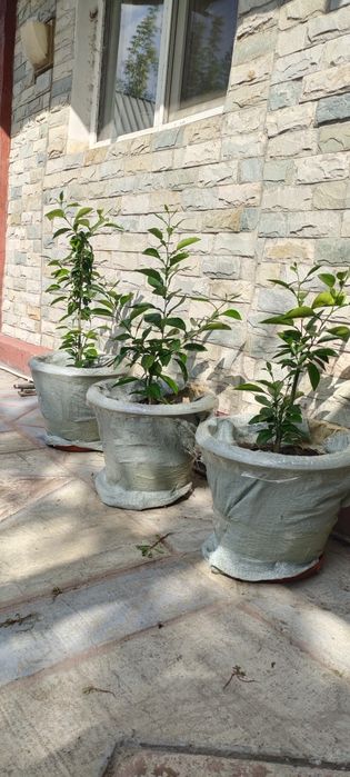 Продам лимонное дерево