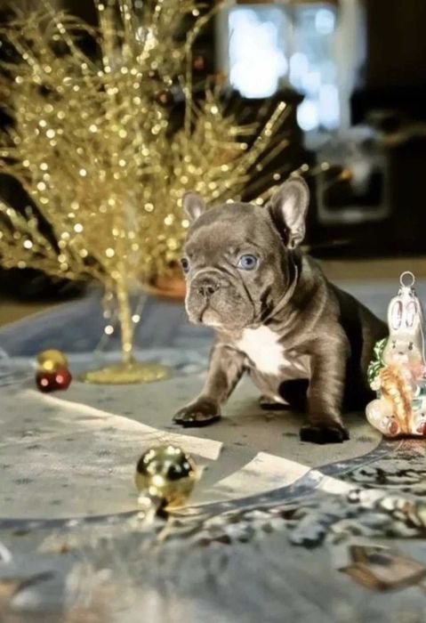 Френски булдог син