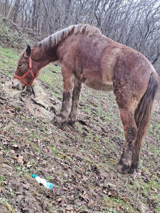 De vânzare o mânză de 1 jumătate