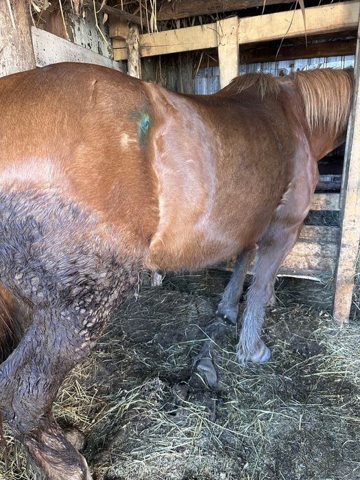 De vanzare detalii la telefon +40 (762) 757 749