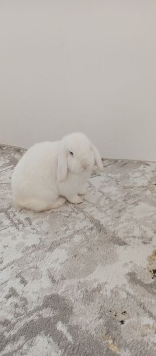 Декоративный кролик