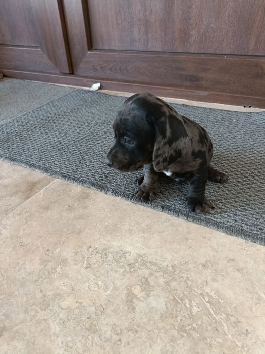 Teckel mini arlechin , tekel mini ochii albastrii , dashund