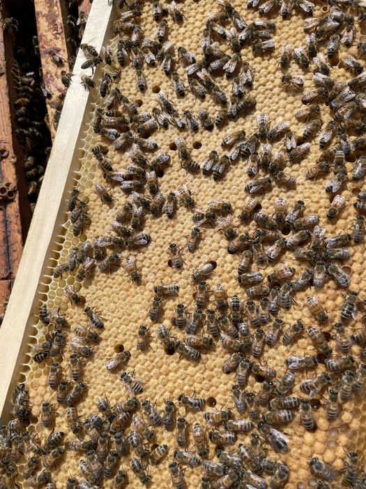 Famili de albine bine dezvoltate