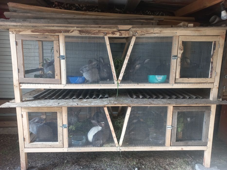 Продам молодых кролих и кролов