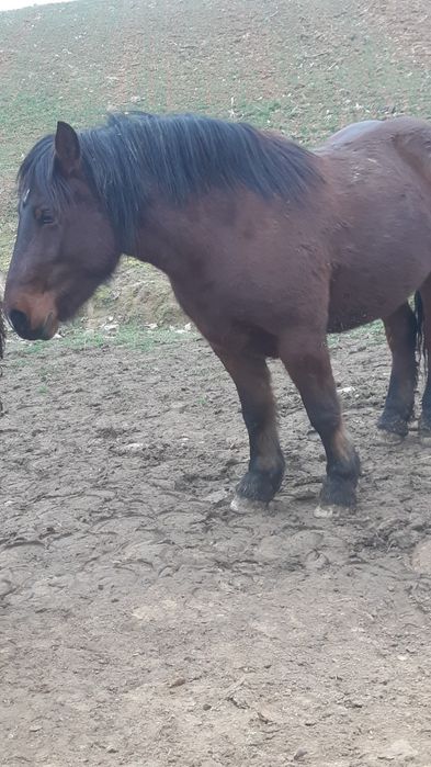 Manza rosie de 2 ani