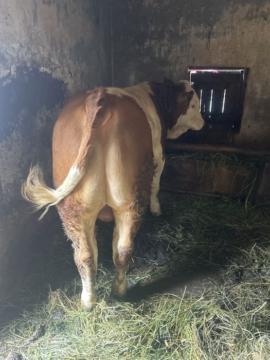 Vitel 300kg balțata romaneasca