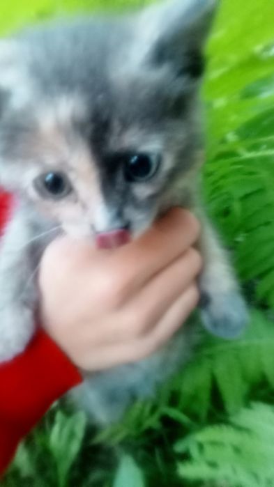 Котенок девочка  умная
