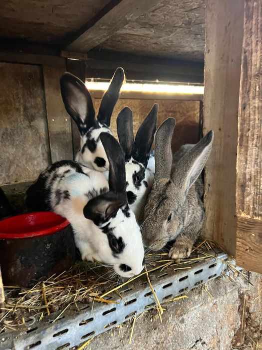 Vând iepuri rasa de carne