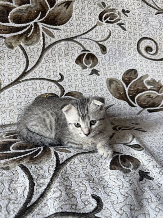 Продам котенка вислоухого