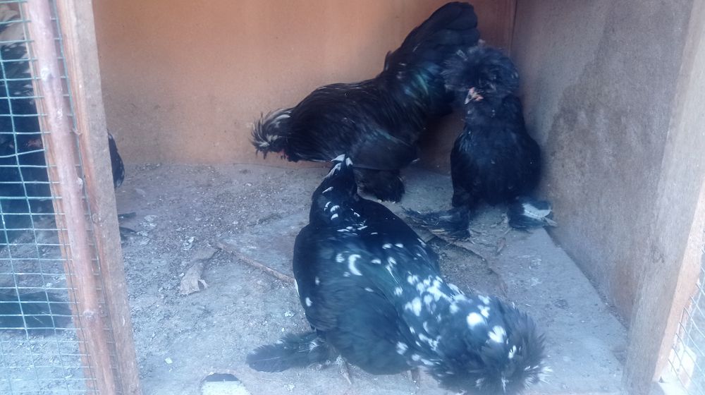 Koreys tovuq va xorozlar sotiladi