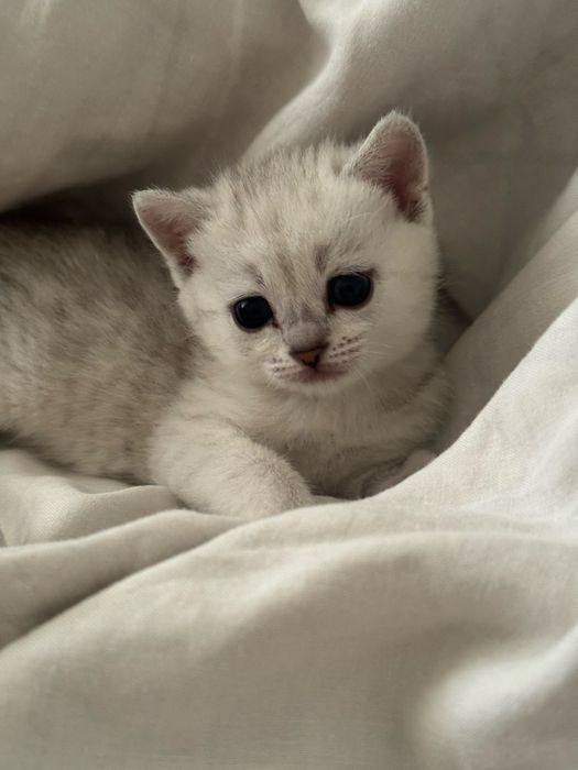 Породистые, умные, котята