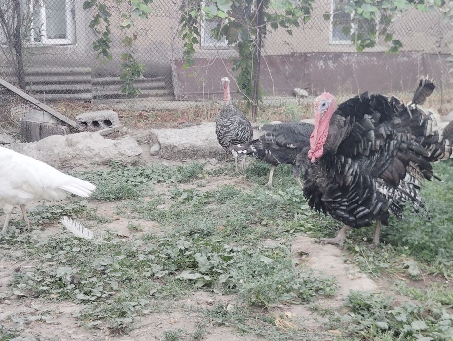 Kurka tovuqlar sotiladi