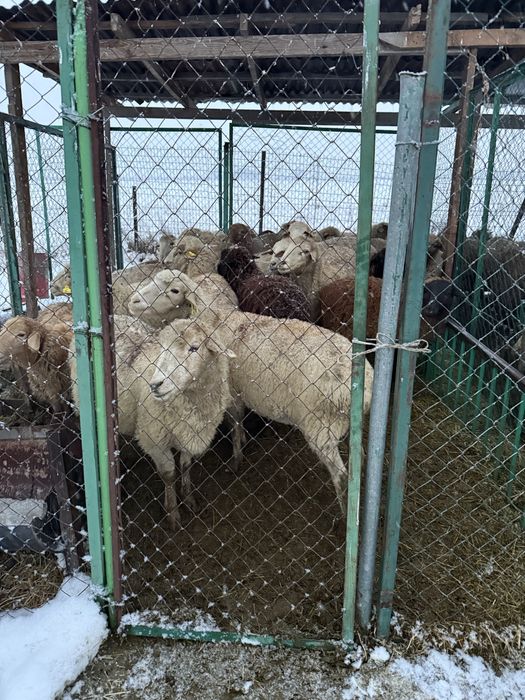 Бараны матки покрытые