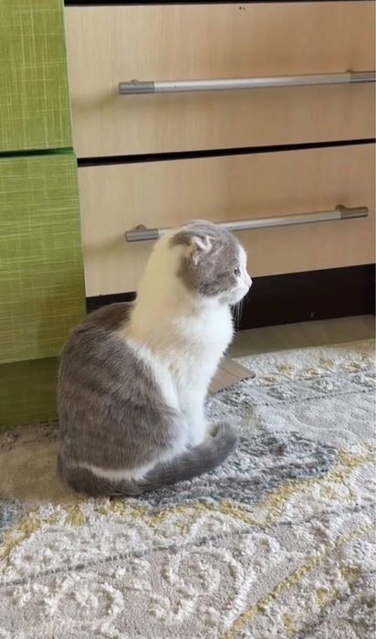 шотландский вислаухи