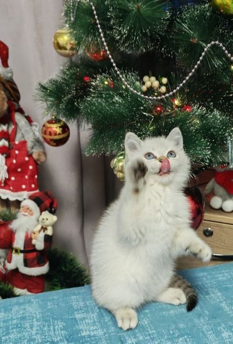 Котята продаю страйт