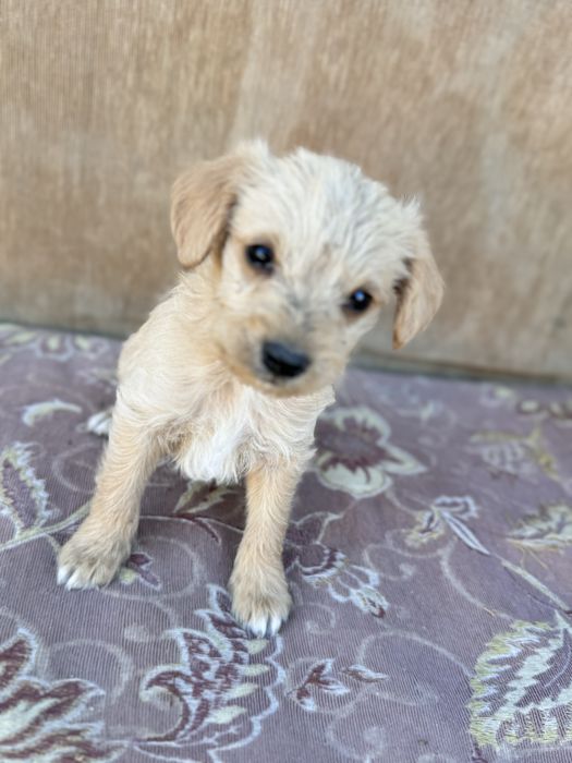 Щенята мальчики в добрые руки