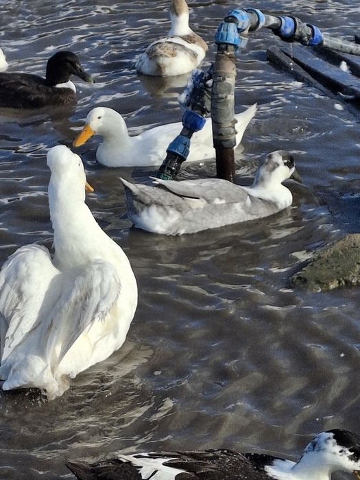 Утки и утаки разные 50 шт