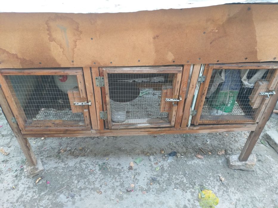 Quyon katag sotiladi.