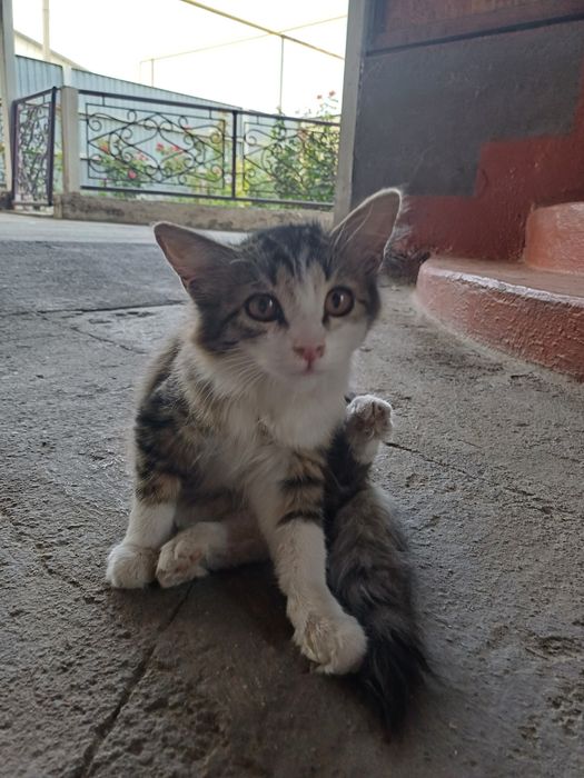 Отдам котят в ДОБРЫЕ РУКИ