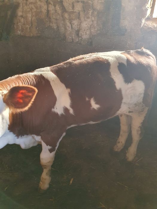Vand vitel baltata romaneasca