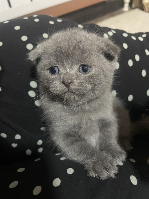 sotiladi! scotish fold