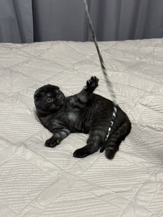 Котята шотланские вислоухие