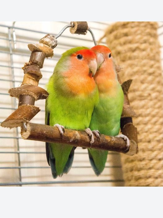 Неразлучники ручные