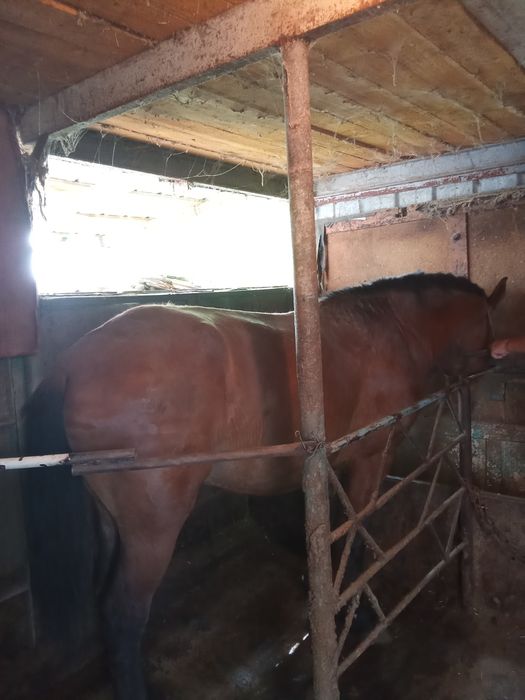 Жылқы сатам, байланған