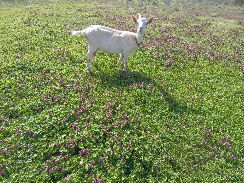 Lapte de capră  Saanen