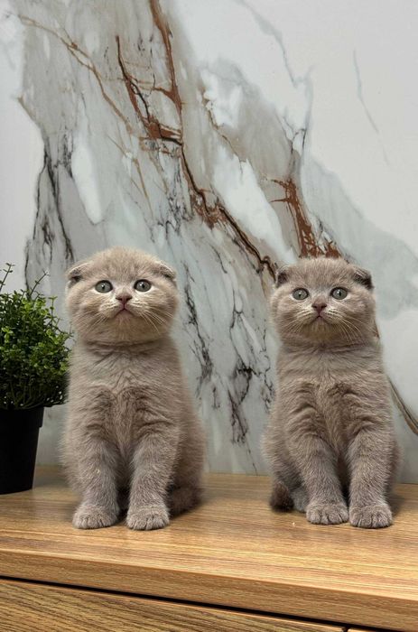 Scottish Fold - Mushuk
