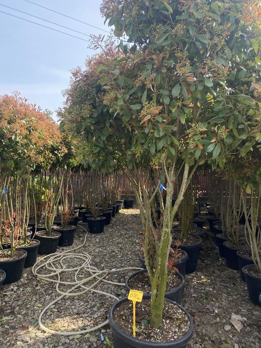 Plante Ornamentale Calitative, Pret afisat !