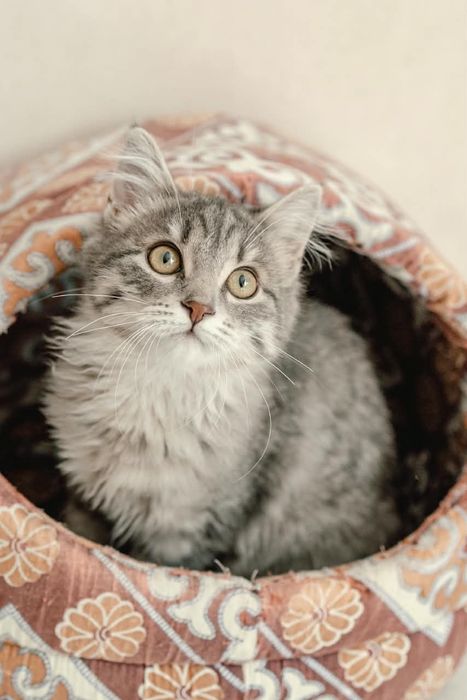 Котенок Маруся ищет дом!