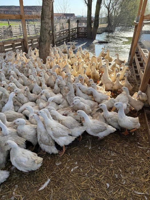 rate de rasa pekin intre 3.2kg-4.5kg - 30lei bucata negociabil