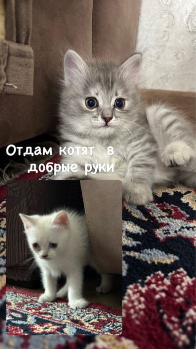 Отдам котят в добрые руки