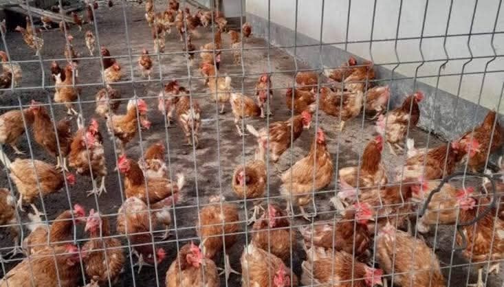 Găini outare cu vârsta de 11 luni (PUICUTE)