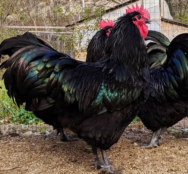 продам семью курей породы остралорпы