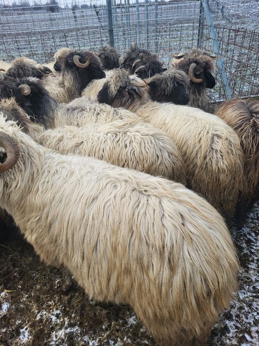 Oi bucalăi de vânzare