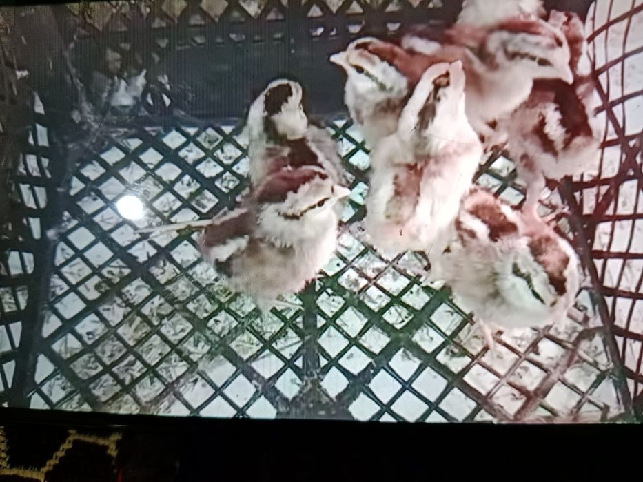 Цыплята куриные и цесариные