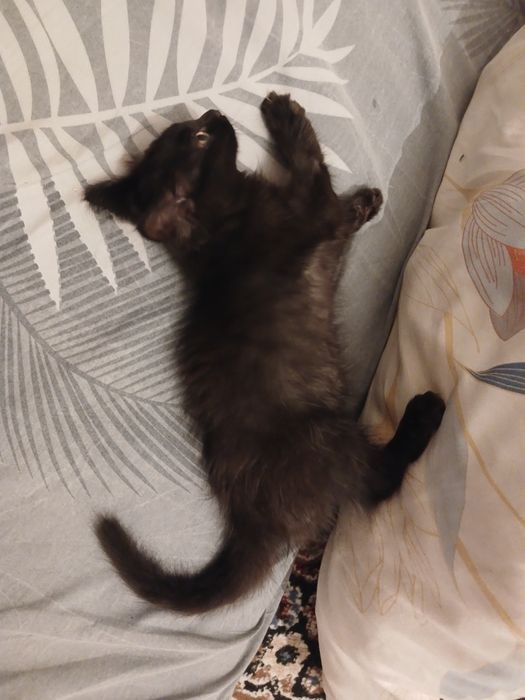 Отдаю котенка в добрые руки
