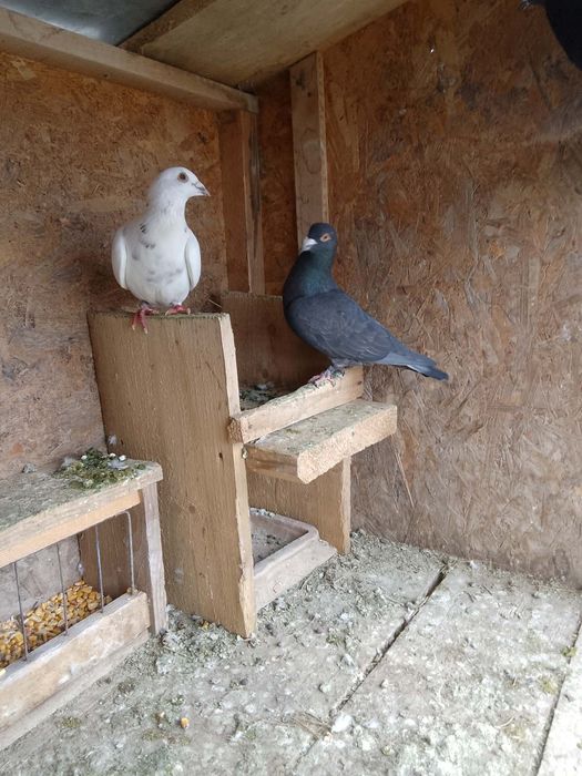 De vanzare porumbei sau schimb