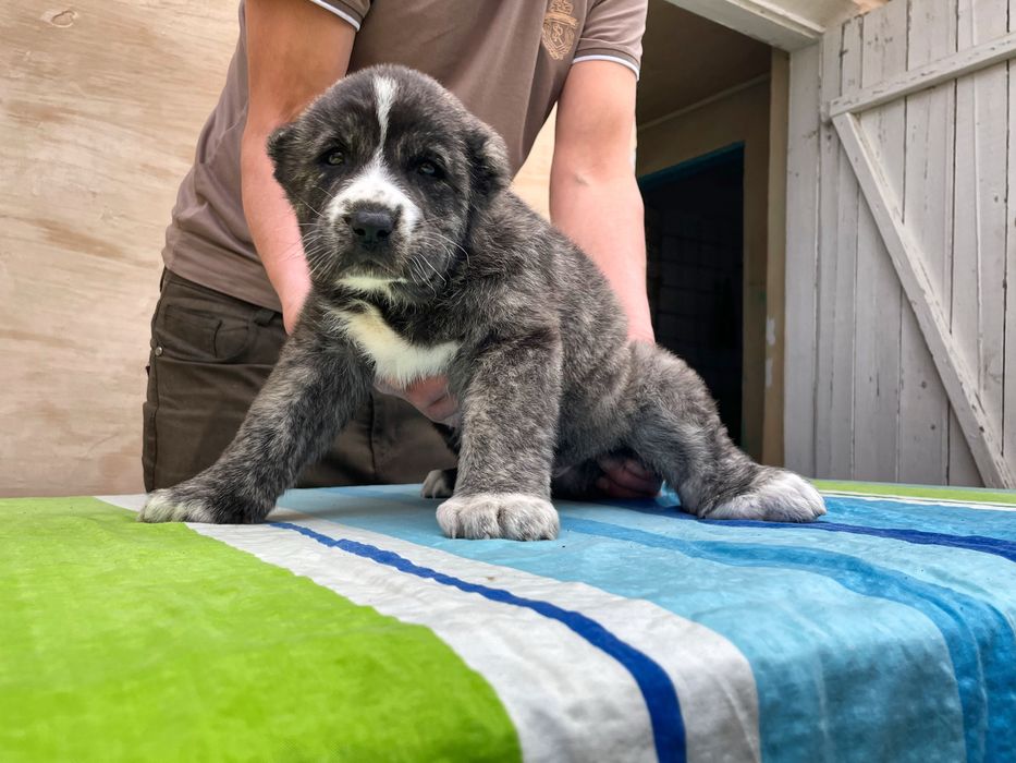 Щенок Алабая ( Супер Гигант )