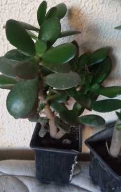 продам денежное дерево